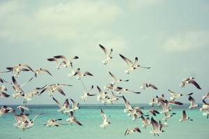 seagulls at beach