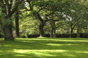 Sunshine in the forest